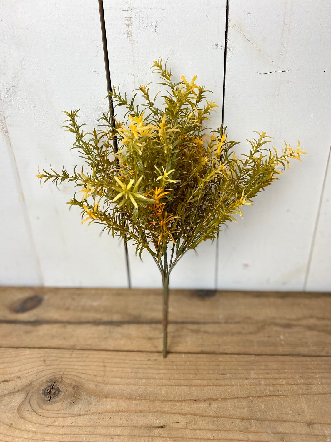 Harvest Rosemary Bush