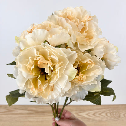 Fall Peony Bush - 3 Colors