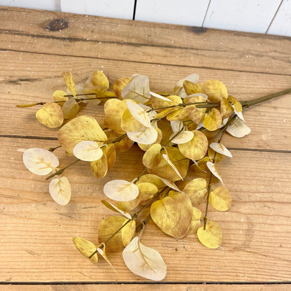 Autumn Eucalyptus Bush