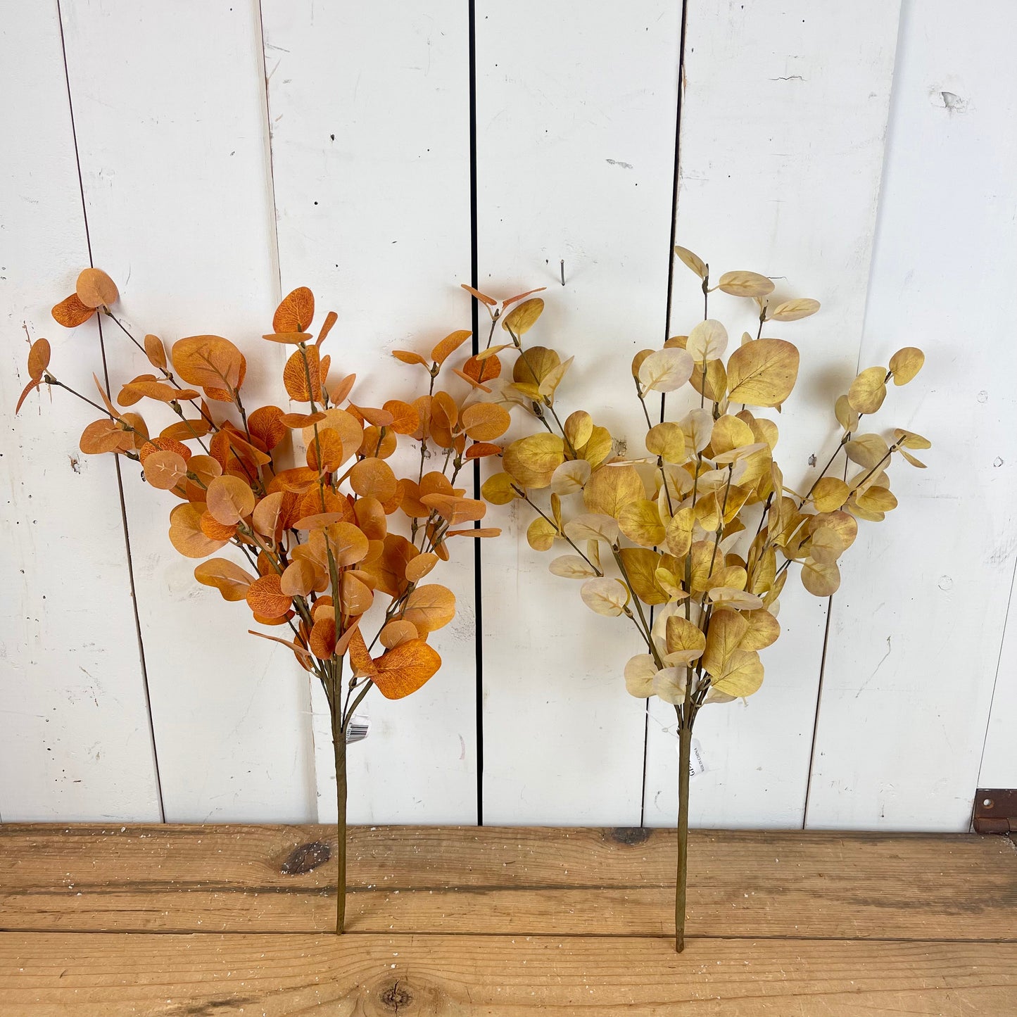 Autumn Eucalyptus Bush